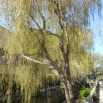 くしだ蔵 - 下田港