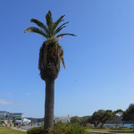 くしだ蔵 - 下田港