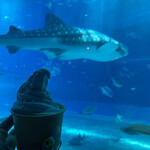 オーシャンブルー - 