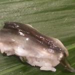 寿司 いずみ - 鮎