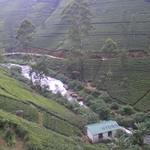 Damro Tea Factory - Labookellie Tea Lounge - 茶畑