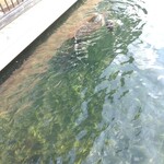 シーフードレストラン シギラタートルベイ - 