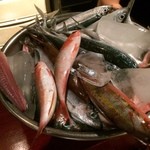 旬菜処 びいどろ - 旬菜処びいどろ(今回持ち込んだ魚31尾)