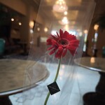 ベラ・ルーサ - 