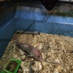 鳥獣菜魚 あい川 - 生簀