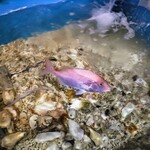 鳥獣菜魚 あい川 - 生簀