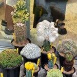 SUBA VS - 2日目の静岡の「THE FASCINATED」綴化している美しい個体をかなり低価格で販売していました。