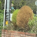 そば処 砂武縞 - 今年の吾妻中のコキアの片方は紅葉せずに枯れた。コキアにとっても厳しい夏だった、のかな？