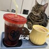 猫カフェ とむんち