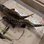 割烹　梅津 - 鮎の塩焼き