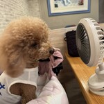 サッカバッカ - シェリ