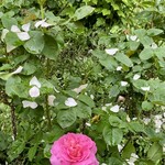 イレブンシス ティールームス - 散った花びらも素敵