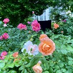 イレブンシス ティールームス - 