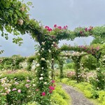 イレブンシス ティールームス - 