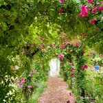 イレブンシス ティールームス - 