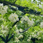 イレブンシス ティールームス - アーチの白バラ