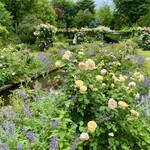 イレブンシス ティールームス - よく造られたお庭