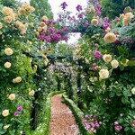 イレブンシス ティールームス - バラの小径