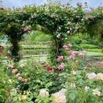 イレブンシス ティールームス - 