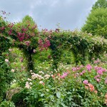 イレブンシス ティールームス - 