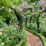 イレブンシス ティールームス - 