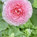 イレブンシス ティールームス - 美しい〜