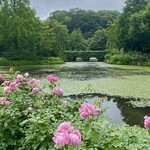 イレブンシス ティールームス - 蔦が覆う橋