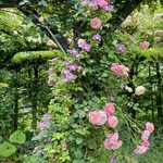 イレブンシス ティールームス - 大好きなクレマチスと蔓バラの組み合わせ