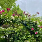 イレブンシス ティールームス - 