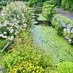 イレブンシス ティールームス - コウホネが沢山咲いていました