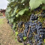 ジンギスカン白樺 - 