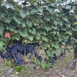 ジンギスカン白樺 - 