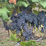 ジンギスカン白樺 - 