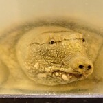 居酒屋 さか盛 - お店の看板キャラ「すっぽんくん」①　※お見送りはステキな笑顔で（笑）