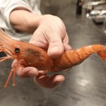 寿司栄 - 鬼エビ