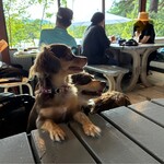 ショウゾウ シラカワ 水辺のコーヒー - 