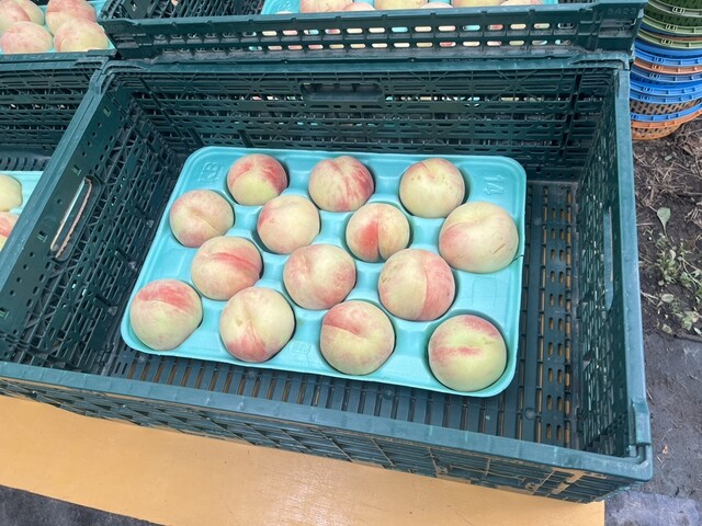 がぶりガーデン &ndash; 会津本郷の海鮮居酒屋 | 会津若松でおすすめの食事スポット