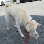 青竹手打ラーメン 日向屋 - 先ずは､忠犬がランチ
