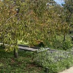 SIMOSE French Restaurant - 