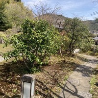 洋食 つばき - 