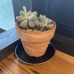Beans cafe .miyama - サボテンを育ててるようです。