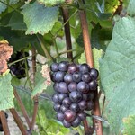 オチガビワイナリー - もうすぐ収穫だそうです☆