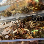 レッドロブスター 舞浜イクスピアリ店 - 