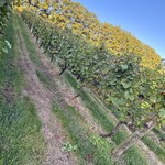 オチガビワイナリー - 