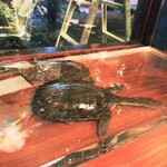 元祖すっぽん地鶏鍋　がんばり家 - 生簀のすっぽん