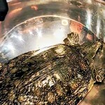 元祖すっぽん地鶏鍋　がんばり家 - 捕獲されちゃったよ