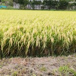 中華そば 朔望 - まさに実るほど頭を垂れる稲穂かな