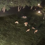 スワサント - 鹿さん