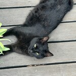 シー ザ フォレスト - 