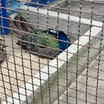 手打うどん　源内 - 何故か？孔雀さん